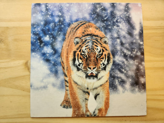 Snowy Tiger Square Canvas Print